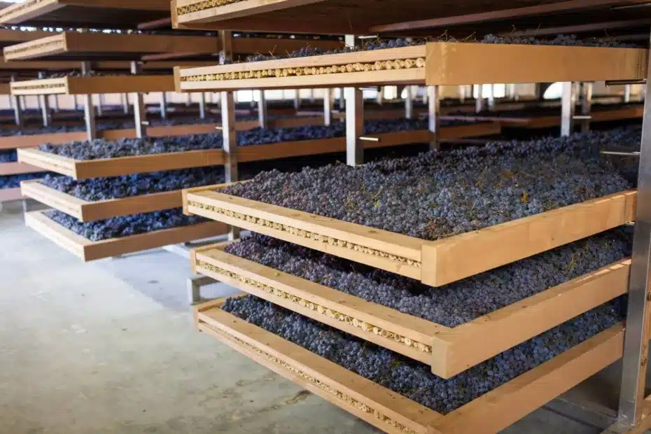 drying grapes for the first step of the amarone process