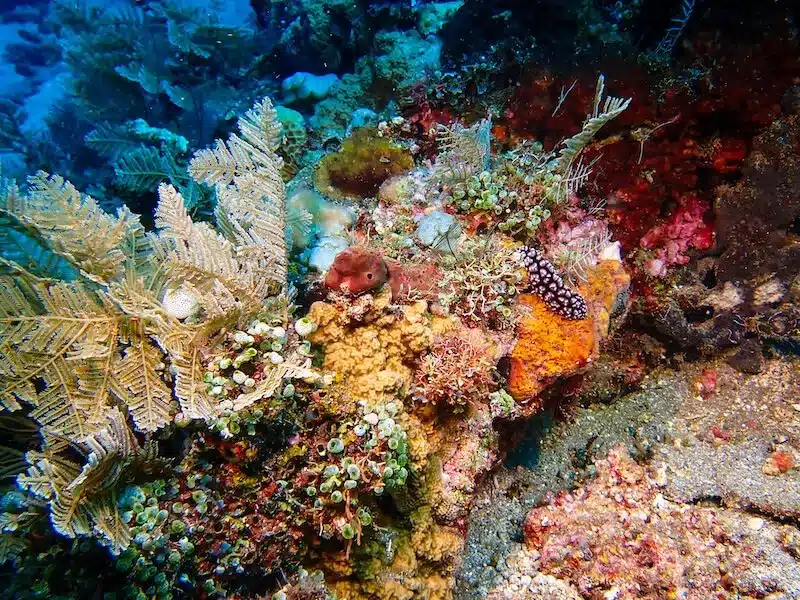 Typical coral scene in Amed with hard and soft corals and a nudibranch on the corals